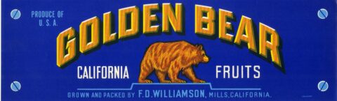 Golden Bear